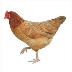 Free-Range Chicken • 1 Kg - Image 2