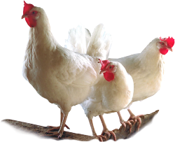 Free-Range Chicken • 1 Kg